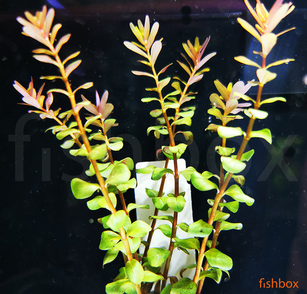 Rotala rotundifolia 'Orange Juice' - fishbox