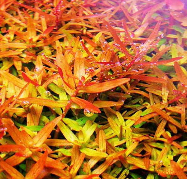 Rotala rotundifolia 'Orange Juice'