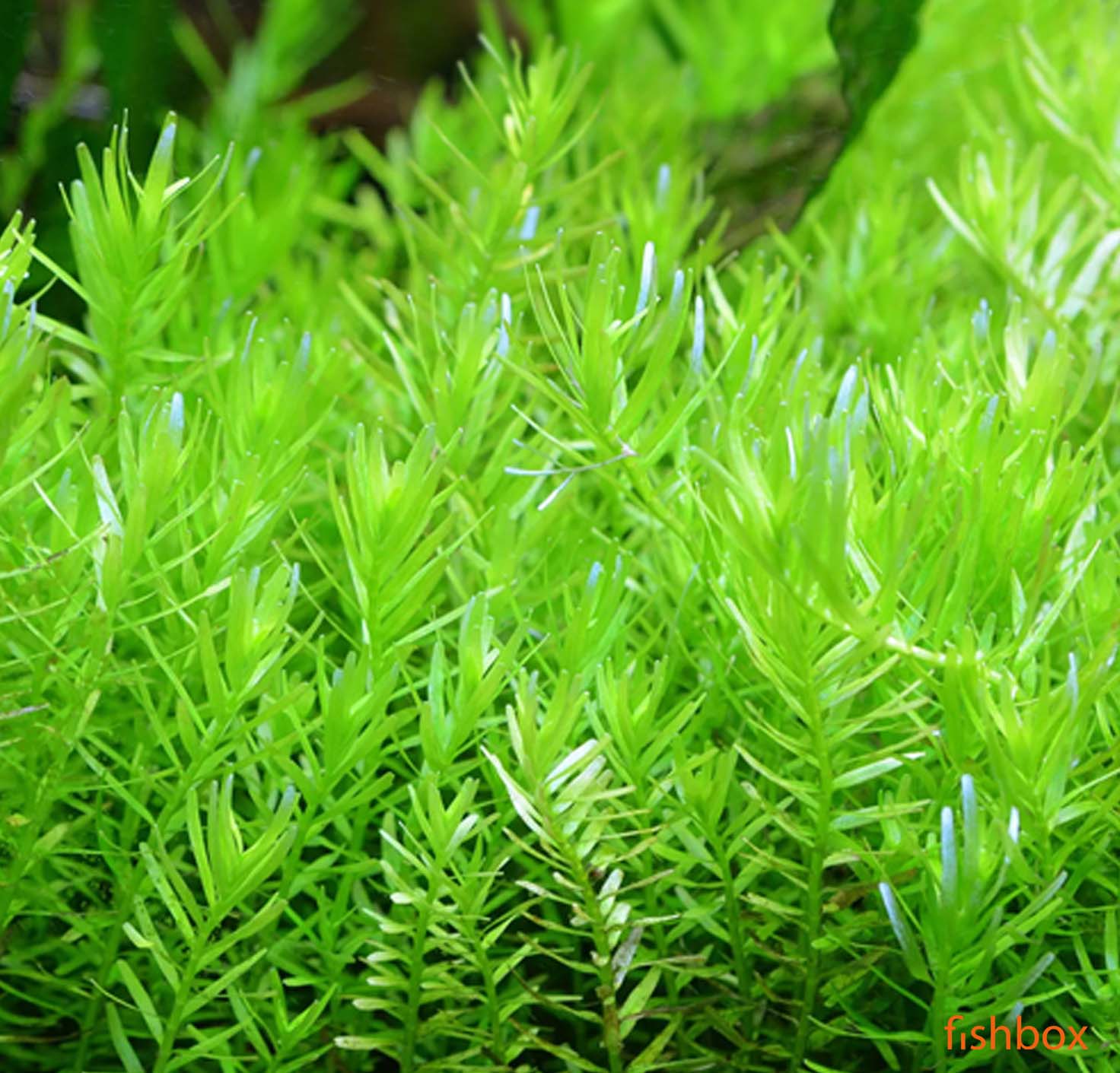 Rotala rotundifolia 'Green' in-vitro