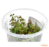 Ludwigia palustris 'Super Red' In-vitro - fishbox