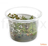 Ludwigia palustris 'Super Red' In-vitro - fishbox