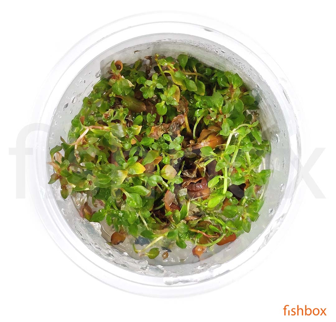 Ludwigia palustris 'Super Red' In-vitro - fishbox