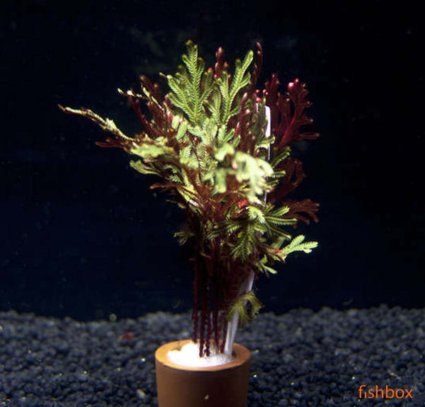 Selaginella Erythropus Sanguine