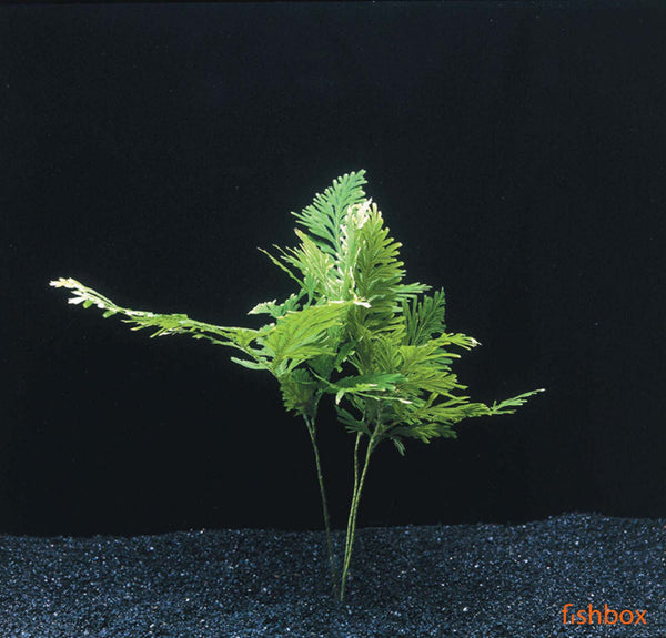 Selaginella wildenowii - fishbox