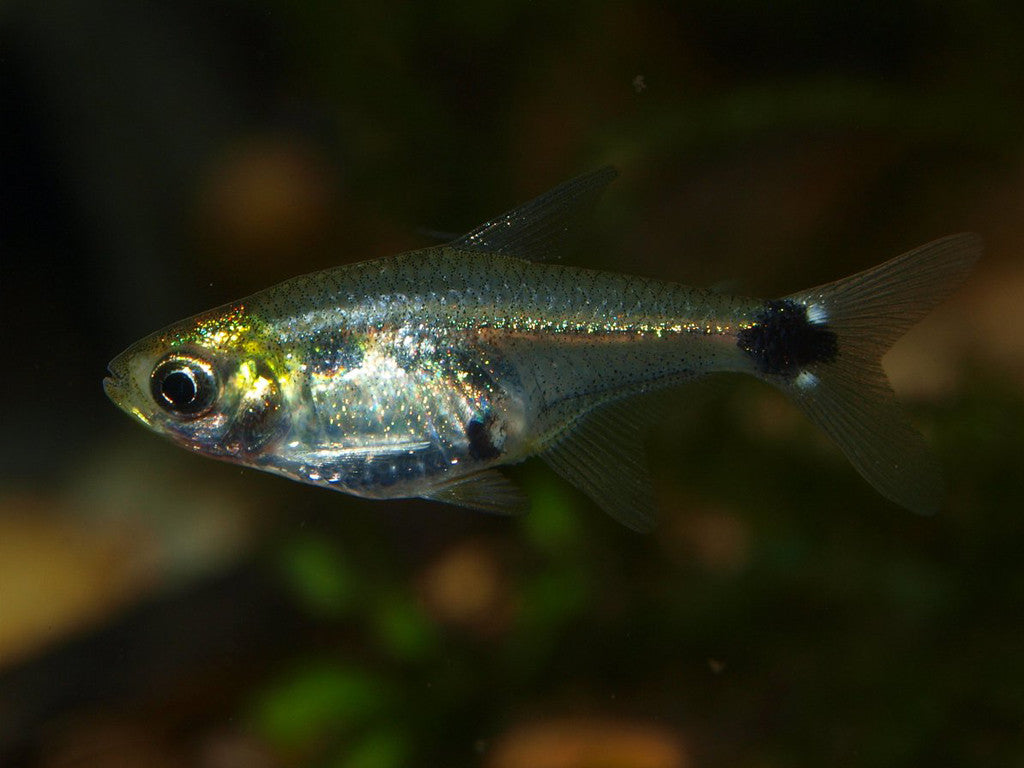 Cheirodon (Serrapinnus) kriegi - fishbox