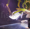 Serrasalmus Geryii - WILD (ULOV IZ NARAVE) - fishbox