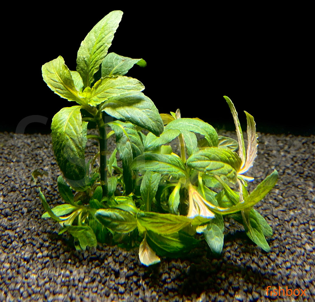 Staurogyne sp. Bihar - fishbox