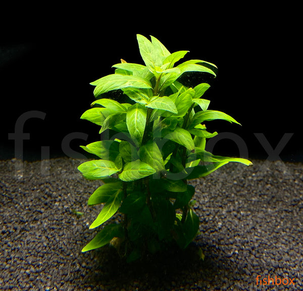 Staurogyne repens - fishbox