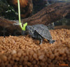 Sternotherus odoratus / Eastern Musk Turtle - fishbox