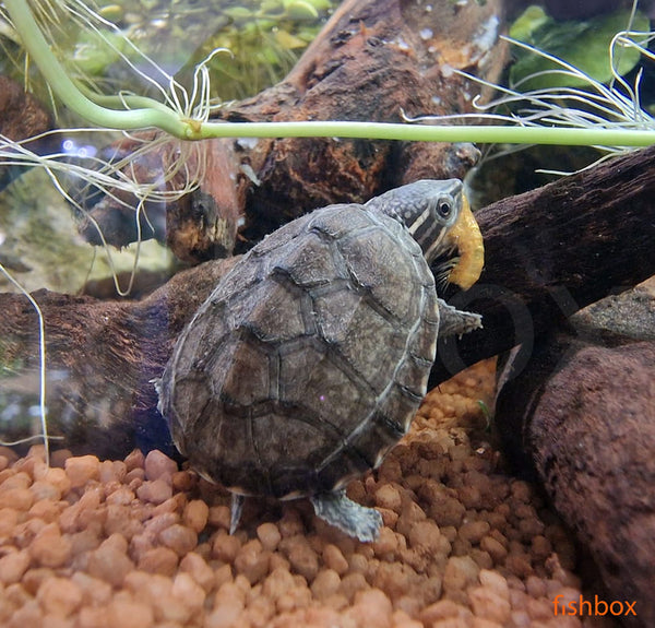 Sternotherus odoratus / Eastern Musk Turtle - fishbox