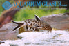 Synodontis lucipinnis / Pygmy Leopard Catfish - fishbox
