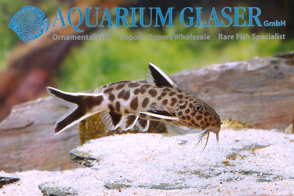 Synodontis lucipinnis / Pygmy Leopard Catfish - fishbox