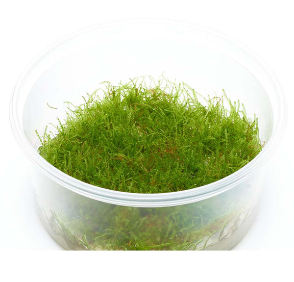 Taxiphyllum Sp. Giant Moss in-vitro