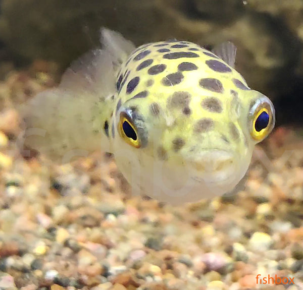 Tetraodon nigroviridis - pikasta zelena napihovalka / Green Spotted Pufferfish - fishbox