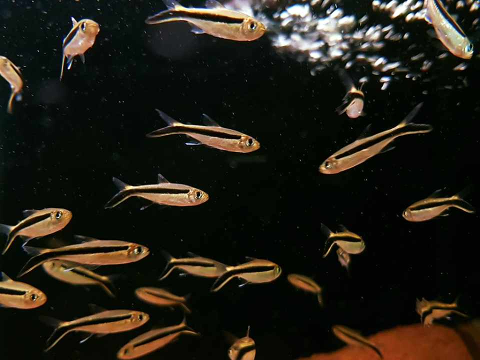 Thayeria boehlkei – hokejistka / False Penguin Tetra - fishbox