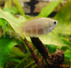 Trichogaster chuna – medeni nitkar / Honey Gourami - fishbox