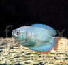 Trichogaster lalius - pritlikavi nitkar Cobalt - fishbox