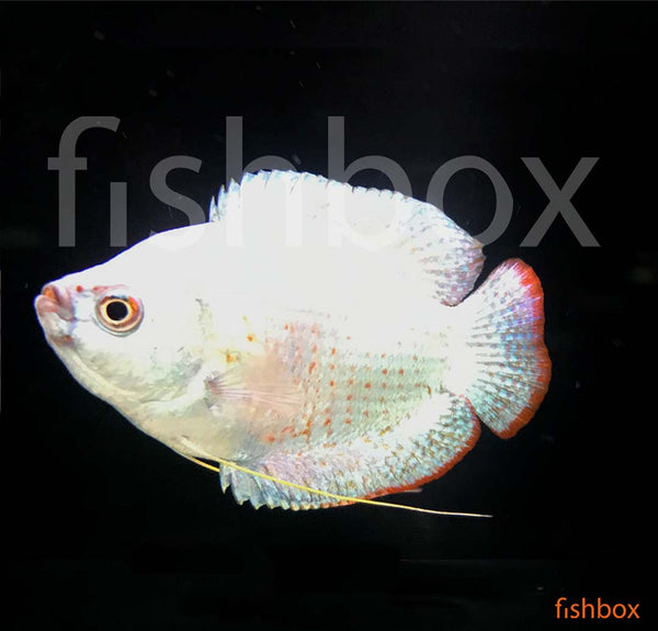 Trichogaster lalius - pritlikavi nitkar Neon - fishbox
