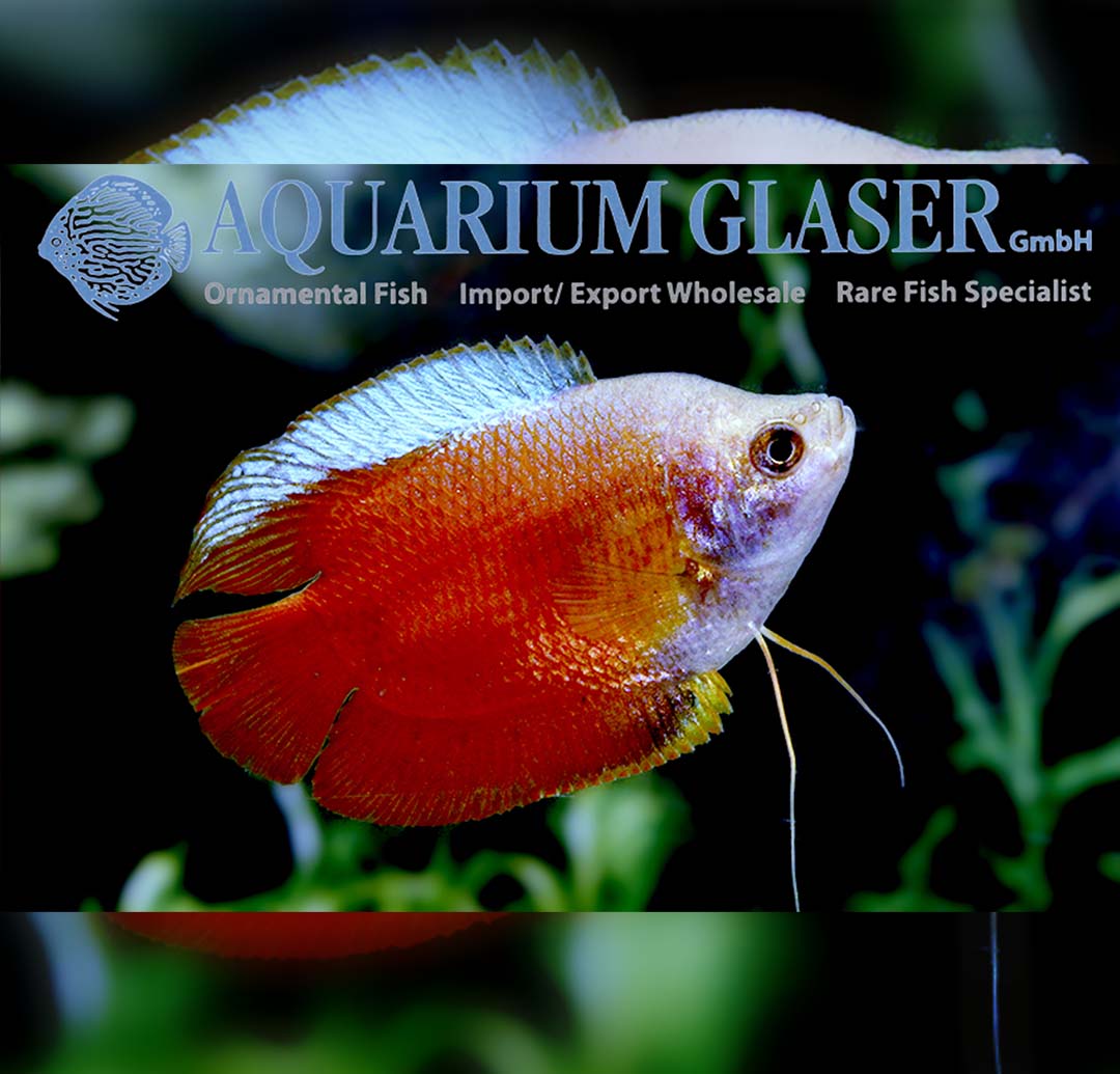 Trichogaster lalius - pritlikavi nitkar Flame Red - fishbox