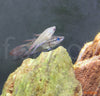 Trichopsis vittata – progasti godrnjavček / croaking gourami - fishbox
