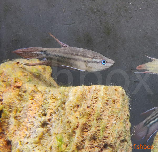 Trichopsis vittata – progasti godrnjavček / croaking gourami - fishbox