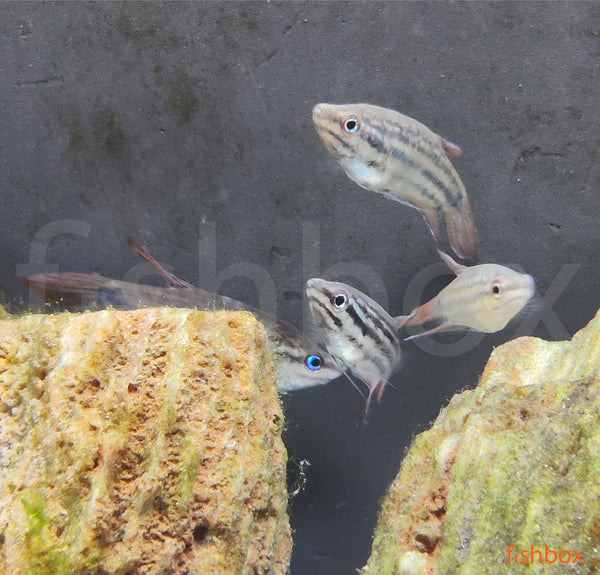 Trichopsis vittata – progasti godrnjavček / croaking gourami - fishbox