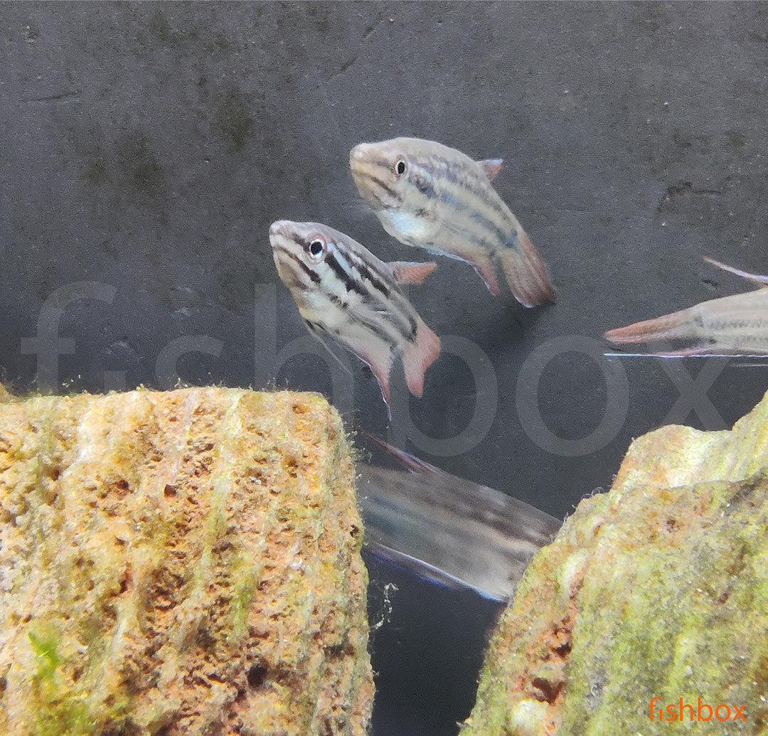 Trichopsis vittata – progasti godrnjavček / croaking gourami - fishbox