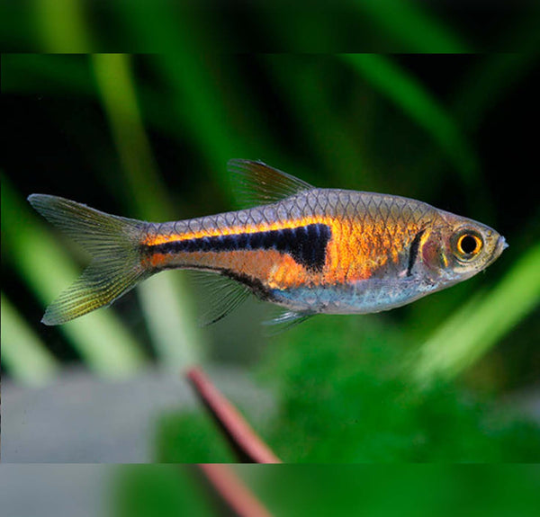 Trigonostigma espei - espejeva klinolisa razbora / Lambchop Rasbora