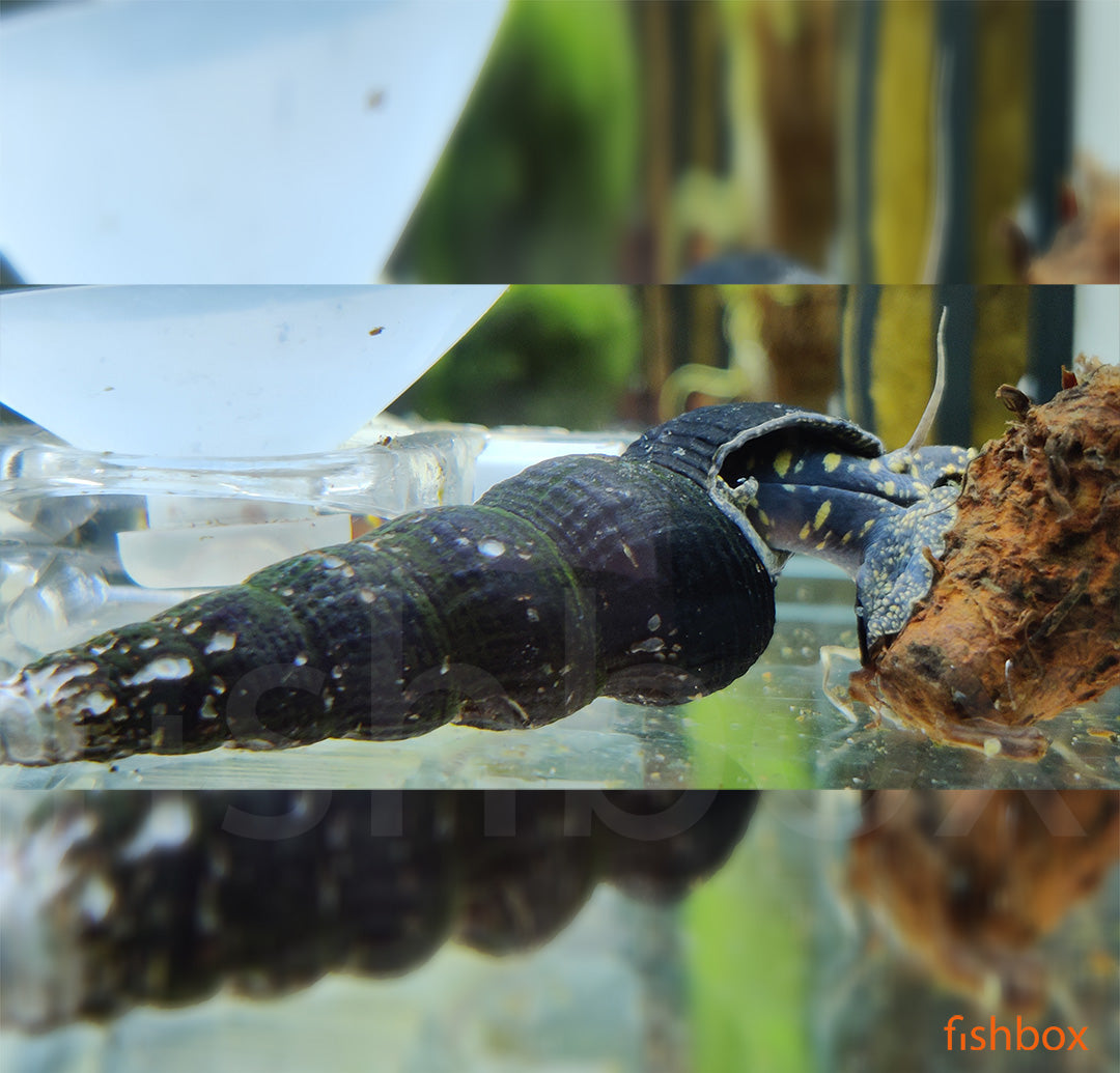 Tylomelania towutensis - fishbox