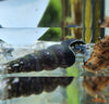 Tylomelania towutensis - fishbox