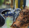 Tylomelania towutensis - fishbox