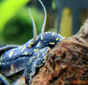 Tylomelania towutensis - fishbox
