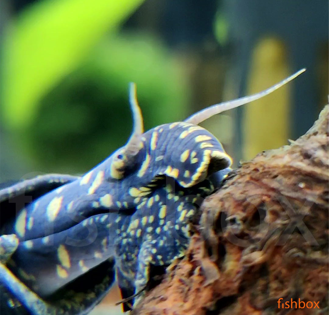 Tylomelania towutensis - fishbox