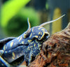 Tylomelania towutensis - fishbox