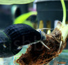 Tylomelania towutensis - fishbox