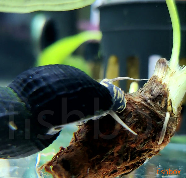 Tylomelania towutensis - fishbox