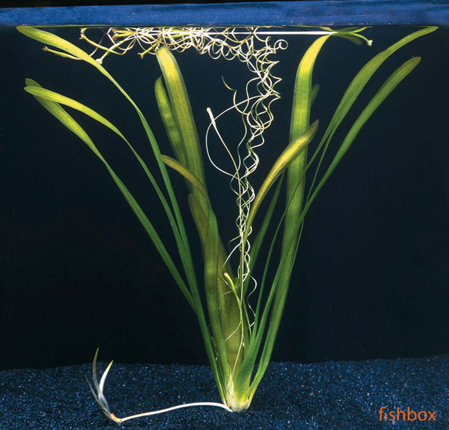 Vallisneria australis ´Gigantea´ - fishbox