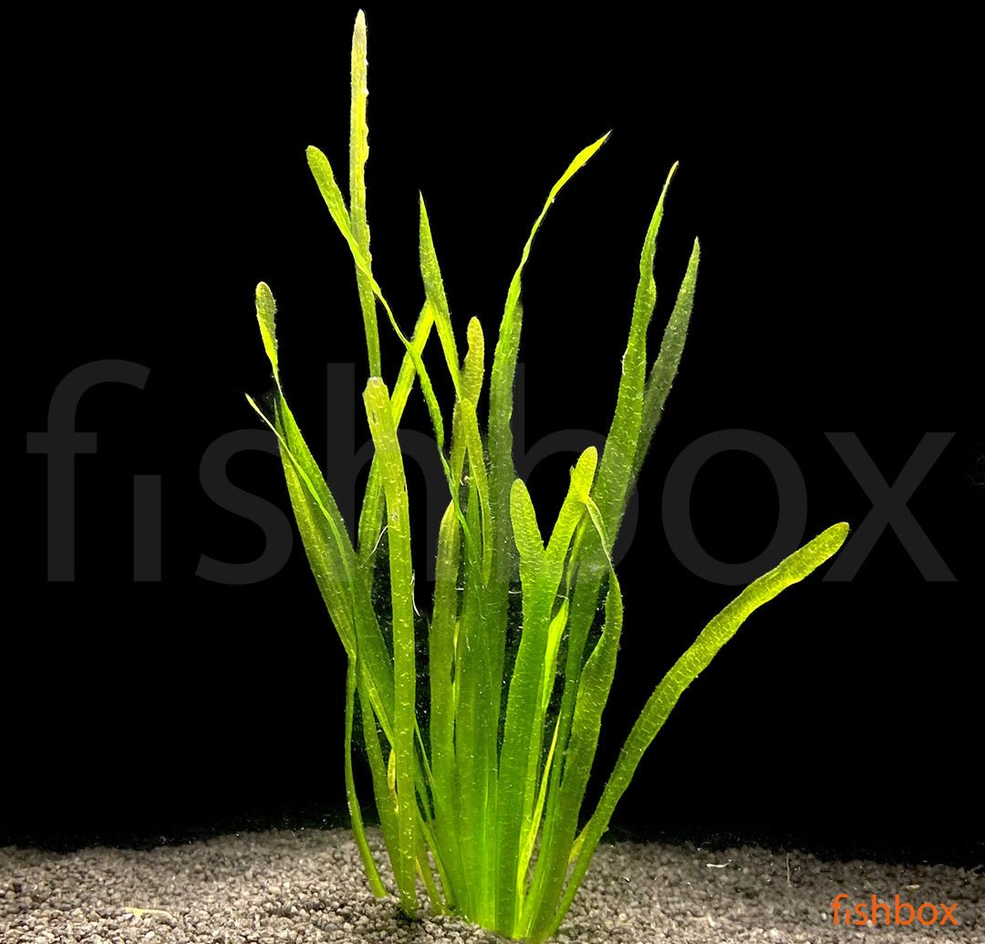 Vallisneria Asiatica - fishbox