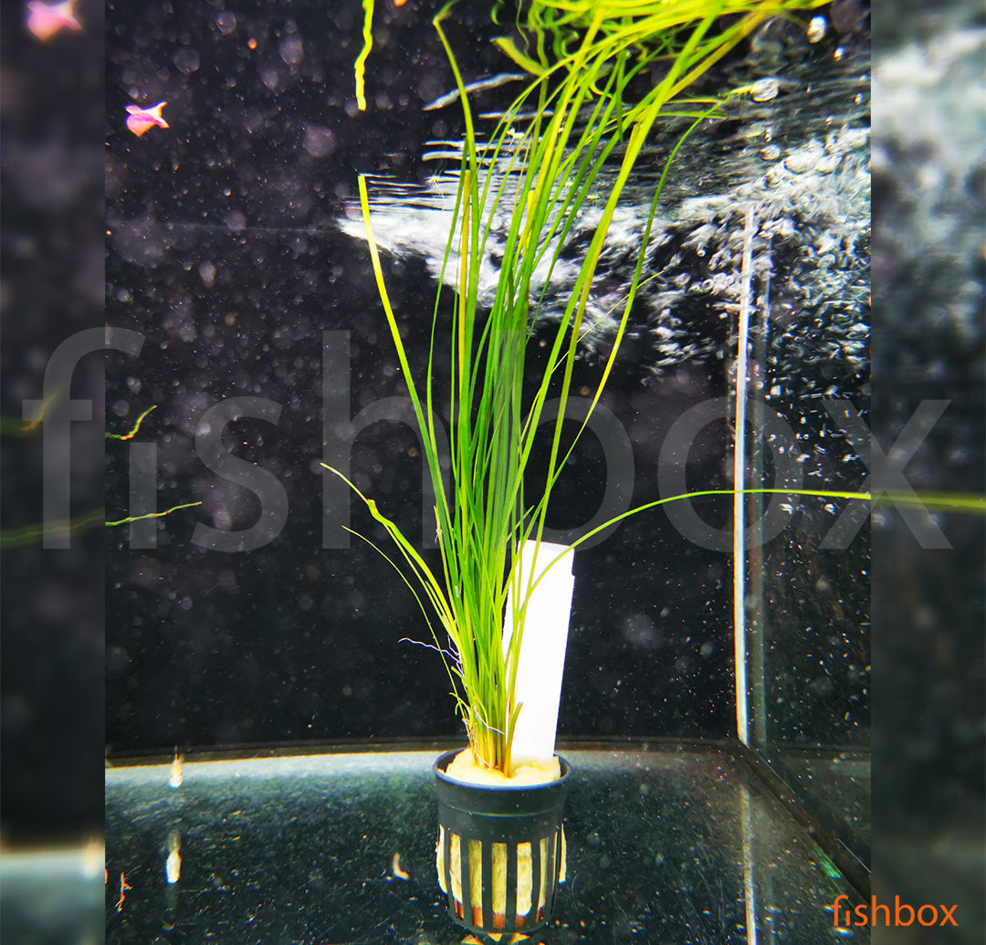Vallisneria nana - fishbox