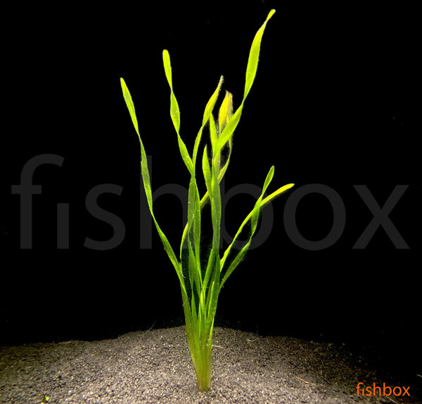 Vallisneria spiralis - fishbox
