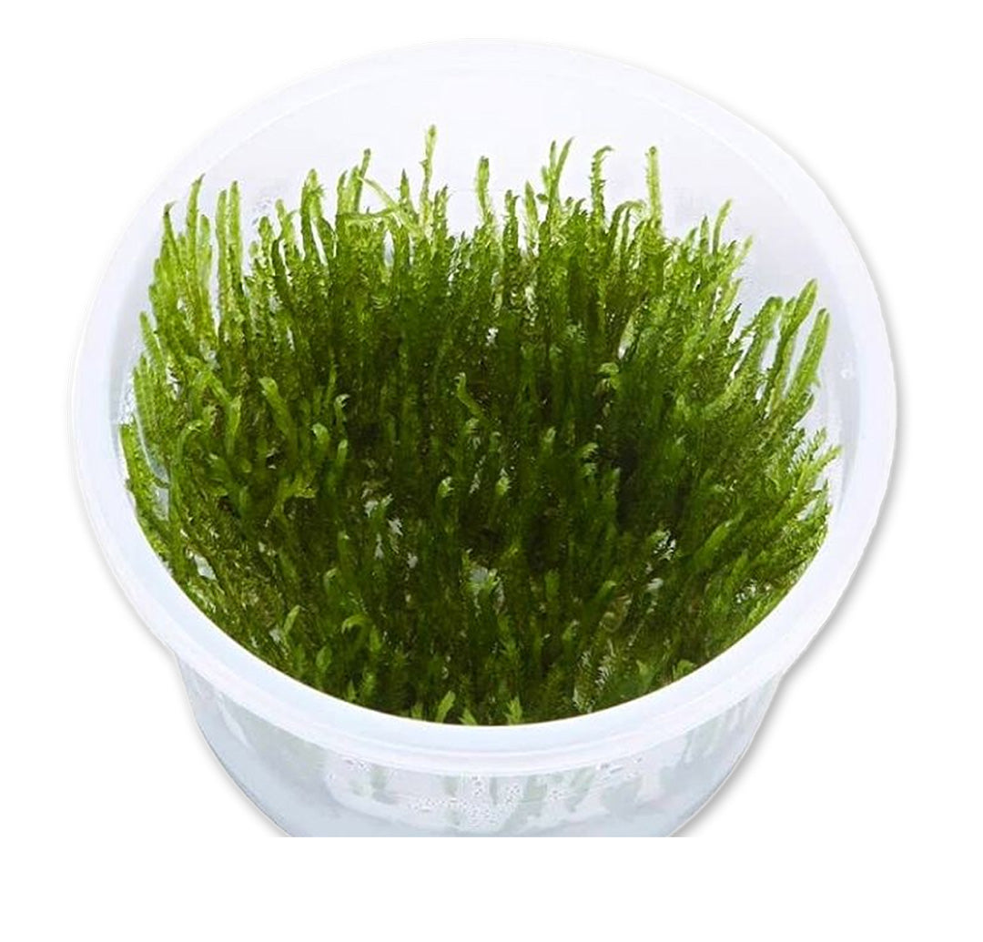 Vesicularia reticulata 'Erect Moss' in-vitro