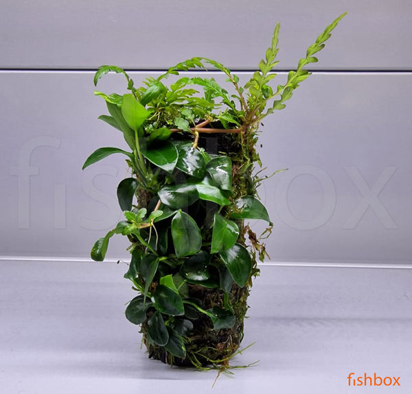 Wabi kusa z rastlino Hygrophila Pinnatifida - fishbox