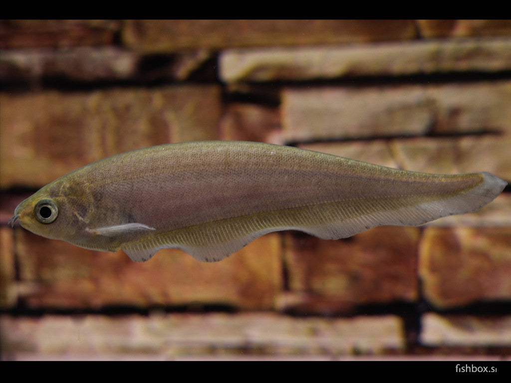 Xenomystus nigri (Guenther, 1868) - fishbox