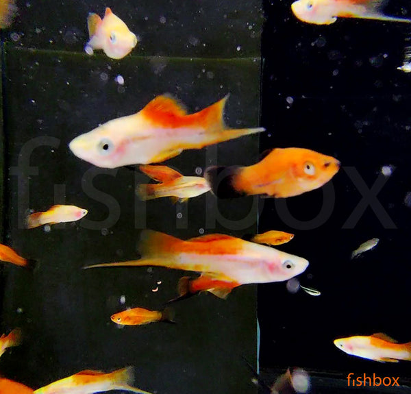 Xiphophorus helleri – meček - fishbox