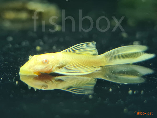 Ancistrus sp. dolgoplavuti GOLD