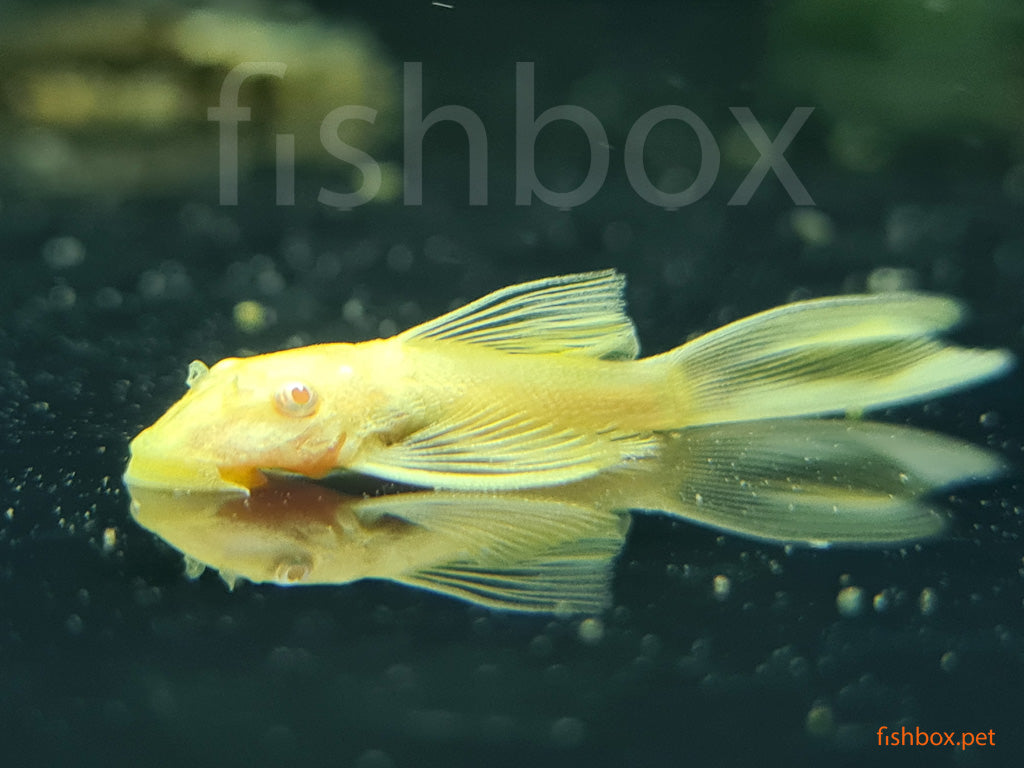 Ancistrus dolichopterus – modri rogatec - fishbox