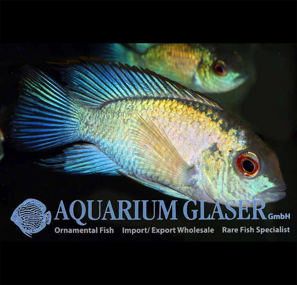 Andinoacara pulcher / Blue Acara NEON BLUE - fishbox