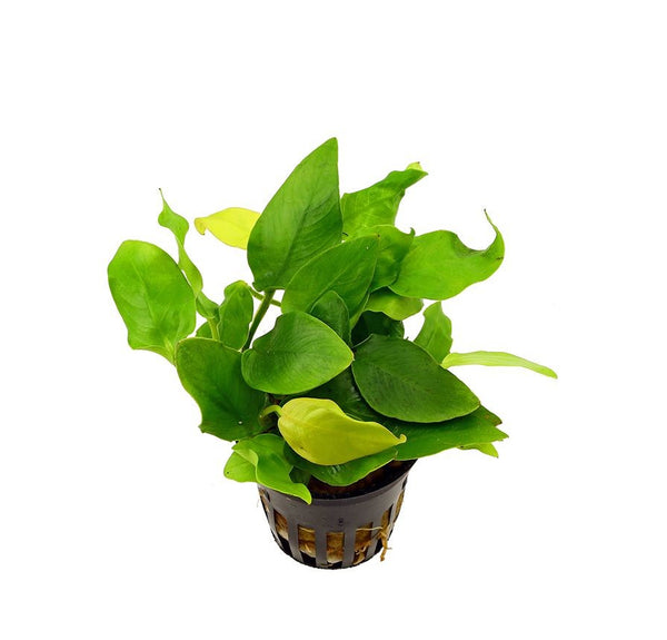 Anubias barteri nana 'Golden'