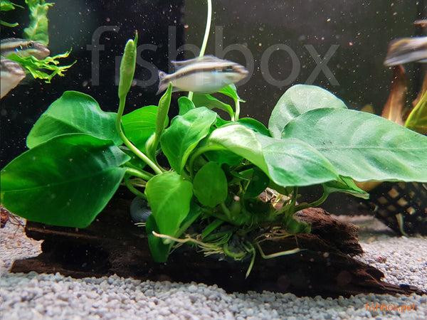 Anubias nana na korenini