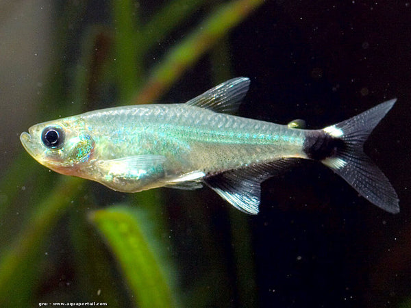 Aphyocharax nattereri - fishbox